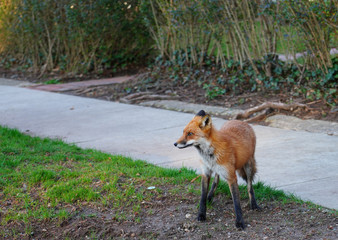 Obraz premium View of a wild fox on the street in Princeton, New Jersey, USA