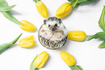hedgehog and yellow tulips © martynanysk