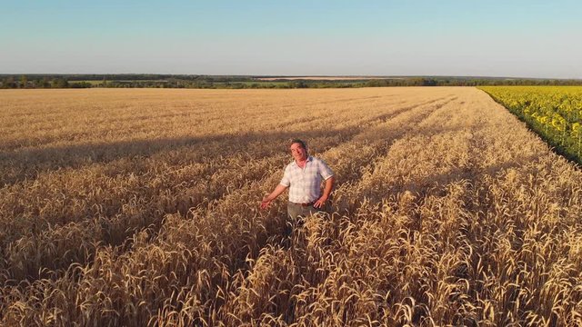 Aerial footage of farmer standing in wheat field