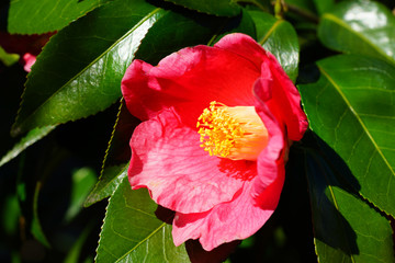 A pink camelia japonica flower in bloom
