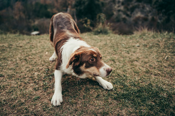 Dog playing in the garden.