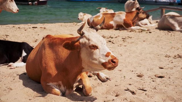 Cows on the beach