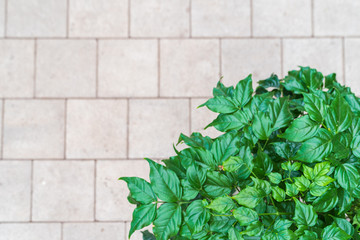 House flowers on a concrete terrace. Top view with free space for text.
