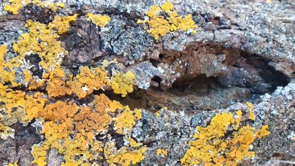 tree bark lichen macro for background