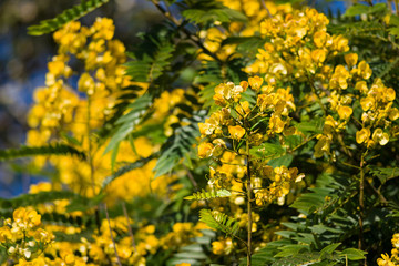 Senna spectabilis (S. spectabilis) in bloom with bright yellow flowers or inflorescence in canopy, Kenya, East Africa