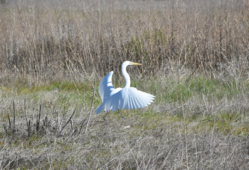 Stunning Great Heron Landing in a Grass Field