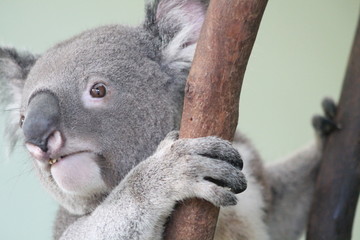 A close up of a koala