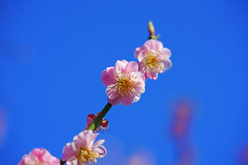 Pink flower blooms of the Japanese ume apricot tree, prunus mume