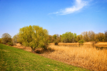Spring Nature scene. Beautiful Landscape. 