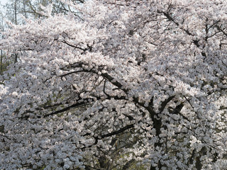 Prunus yedoensis | Cerisier à fleur Yoshino à couronne étalée et évasée et à floraison...