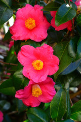 A pink camelia japonica flower in bloom