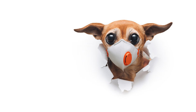 The head of russian toy terrier in a medical mask respirator peeks out of a torn hole in white paper. The concept of coronavirus, quarantine, pandemic COVID-19. Copy space.