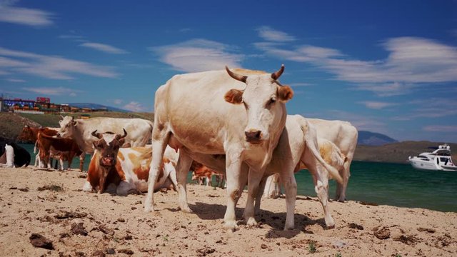 Cows on the beach