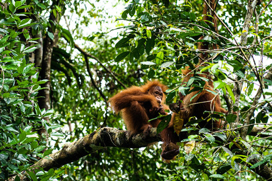 Oranguatans from Semenggoh Nature Reserve, Malaysia 