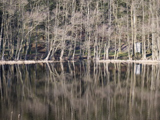 reflections in the lake