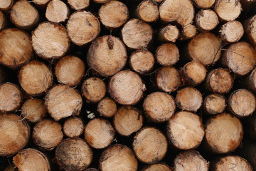 Closeup of logs of trees in nature. a lot of cutted logs
