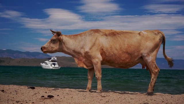 Cows on the beach