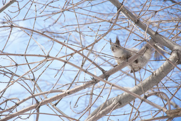 squirrel on a tree