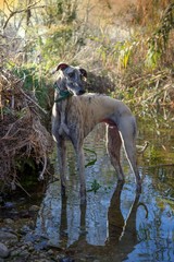 greyhound dog striped inside a stream