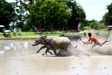 Running a water buffalo race One festival in Thailand
