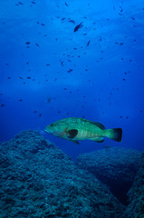 large grouper (Epinephelus marginatus)