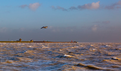 Stormy North Sea; the setting sun makes the foaming white of the waves and the harbor wall shine. A seagull flies over the water.