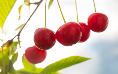 Cherry tree in the sun red ripe fruits