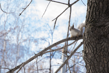 squirrel on a tree