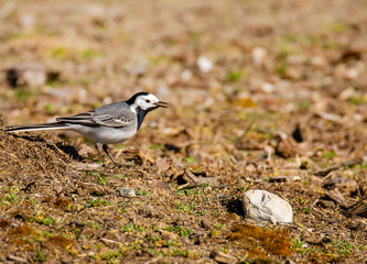 Birdwatching - A small bird sits on the floor and looks to the side.