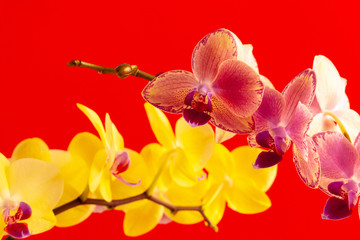 Tiny orchid flowers on red background close up