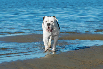 bulldog dog walking on the beach