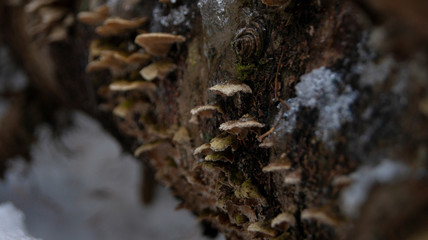 SONY A390 - Mushrooms on log