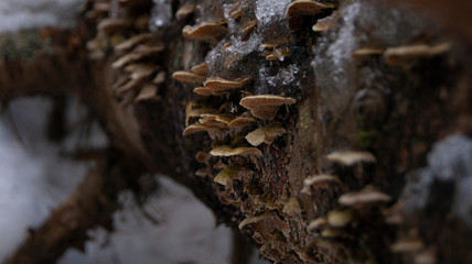 SONY A390 - Mushrooms on log