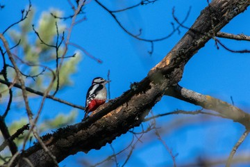 Great spotted woodpecker resting on a pine tree's branch quite early in the morning. Sides of the bird was shown. It was a clear and sunny morning with the blue sky being visible in the background.