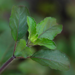 Basil leaf flower and plant or Ocimum tenuiflorum are ayurvedic medicine,commonly known as tulasi is an aromatic perennial plant