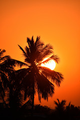 Naklejka na ściany i meble Beautiful sun set with coconut tree silhouette