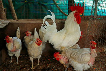 white rooster chicken and hens in a cage for egg and meat purpose