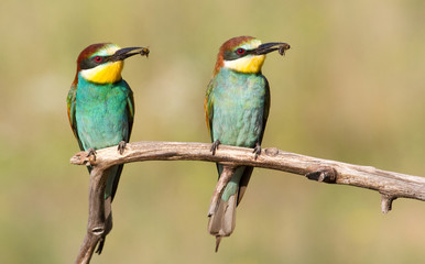 A family of bee-eaters caught bees