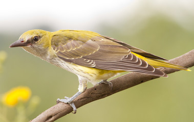 Young Oriole sitting on a branch and posing for a photographer