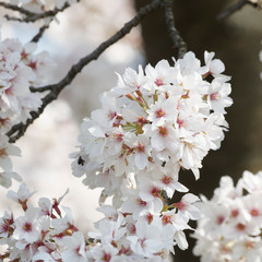 Prunus yedoensis | Cerisier à fleur Yoshino, magnifique cerisier à fleurs du Japon cultivé pour ses grappes de fleurs odorantes et décorative au printemps