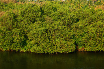 Mangrove trees along the sea water
