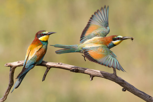 One bee-eater sits on a branch, the second hunts for prey