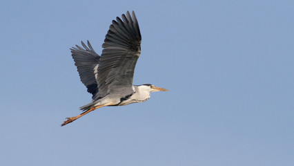 Gray heron in flight against the sky. Right side of the body