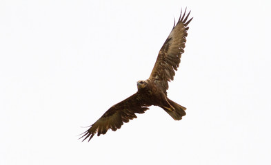 Marsh harrier, Circus aeruginosus. Hawk bird of prey