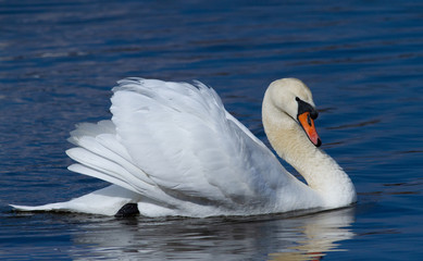 Naklejka premium Mute swan in the waters of the morning river