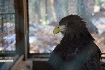 Eagle in a cage
