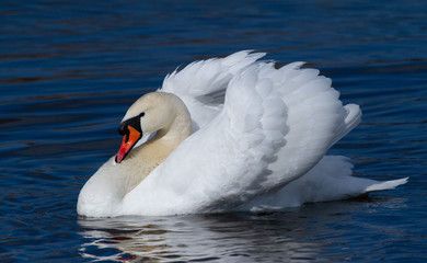Naklejka premium Swan. Mute swan. Beautiful white swan