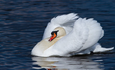 Naklejka premium Mute swan in the morning sunshine