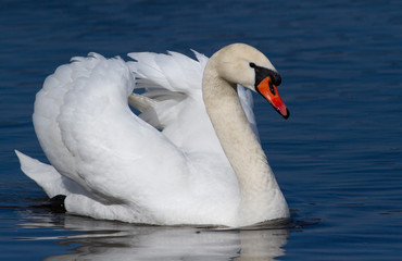 Swan. Mute swan. A beautiful swan is floating on the river