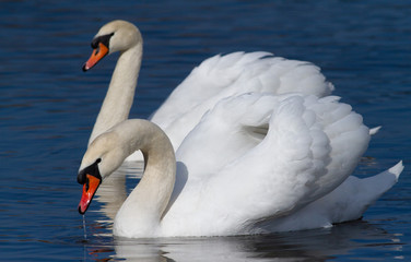 Swans family in the blue water in the morning
